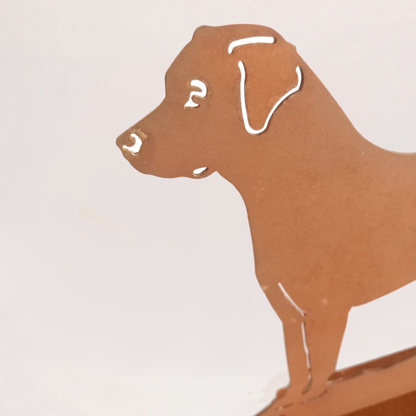 Cane 1 labrador